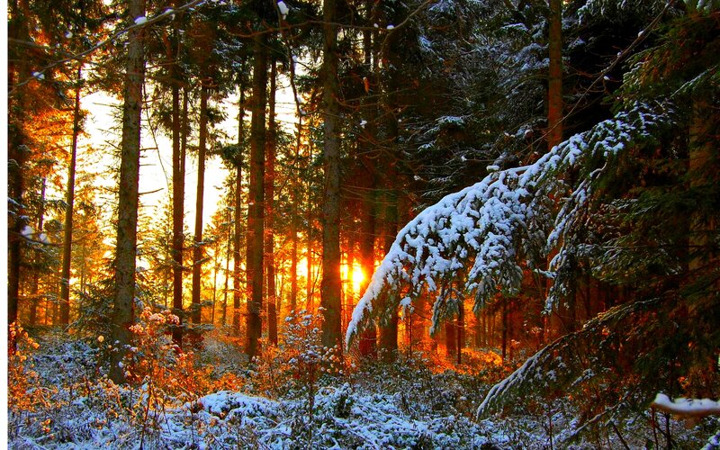 Snow-covered Forest — Orange, Serene
