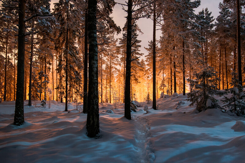 Snow-covered Forest — Orange, Serene, Winter