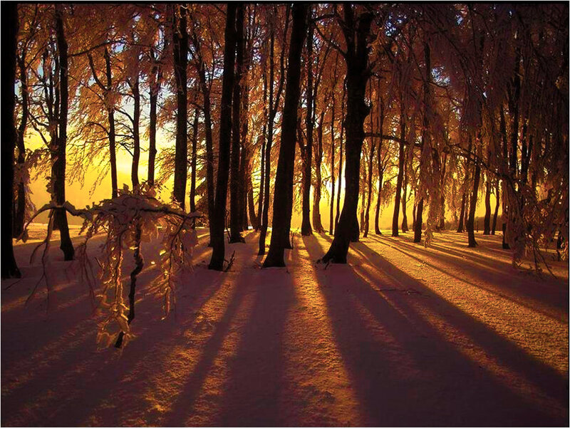 Snow-covered Forest — Orange