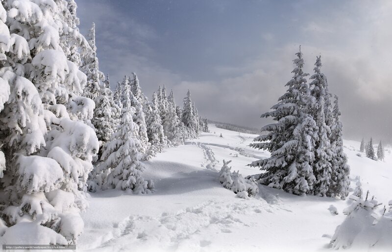 Snow-covered forest path