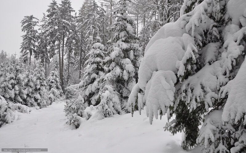 snow-covered forest path