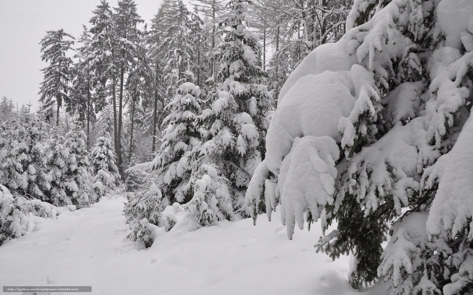 snow-covered forest path