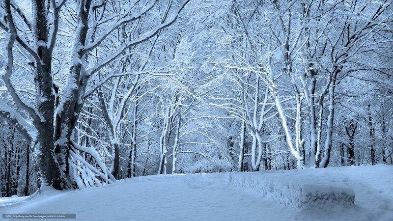 Snow-covered forest path