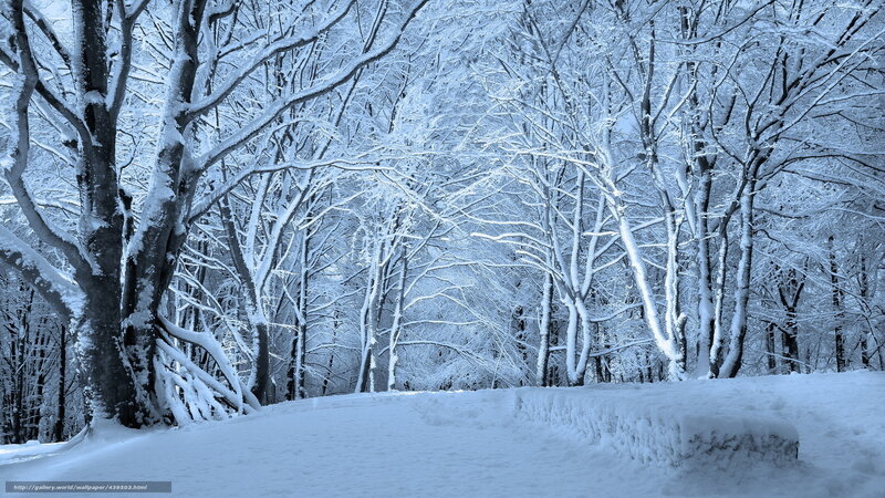 Snow-covered forest path