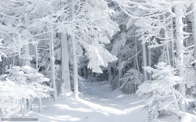 snow-covered forest path