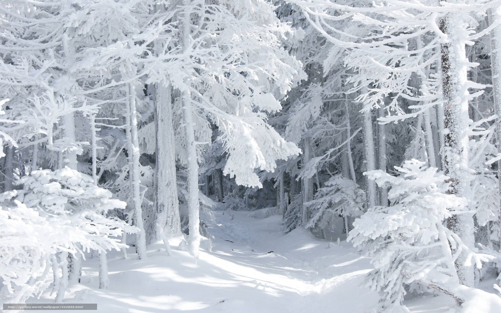snow-covered forest path