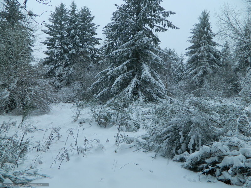 snow-covered forest path