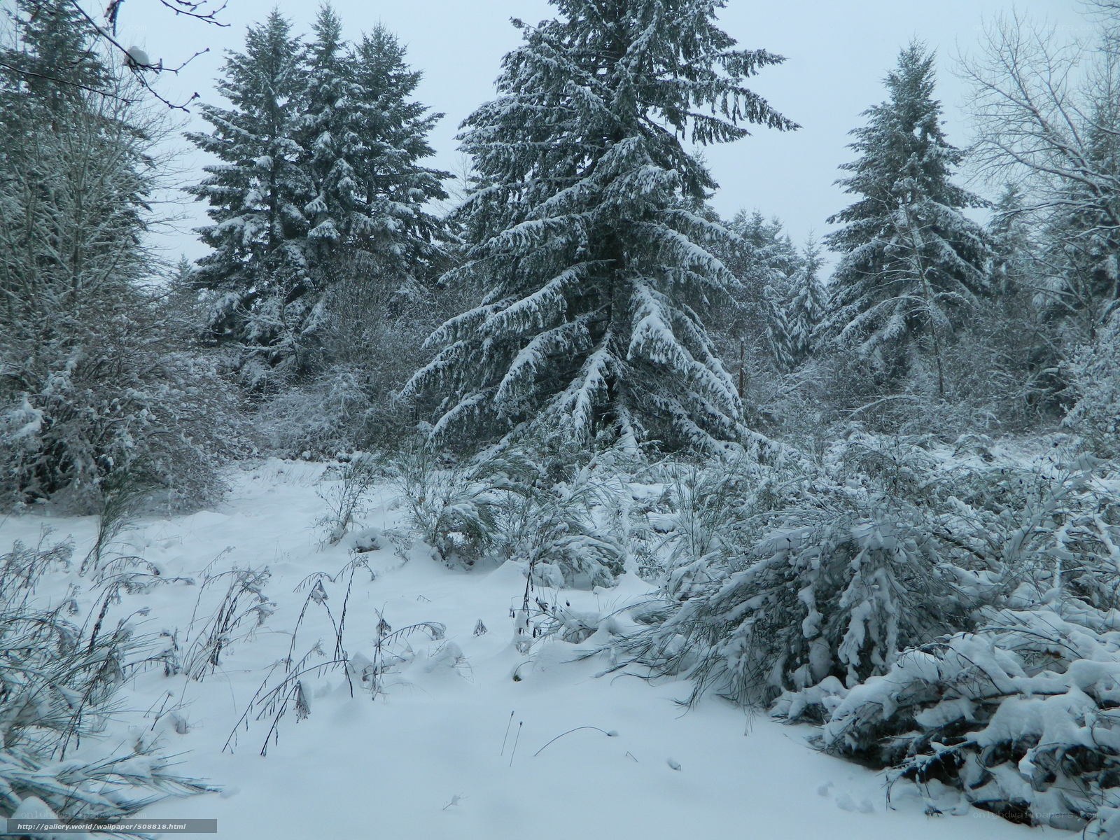 snow-covered forest path