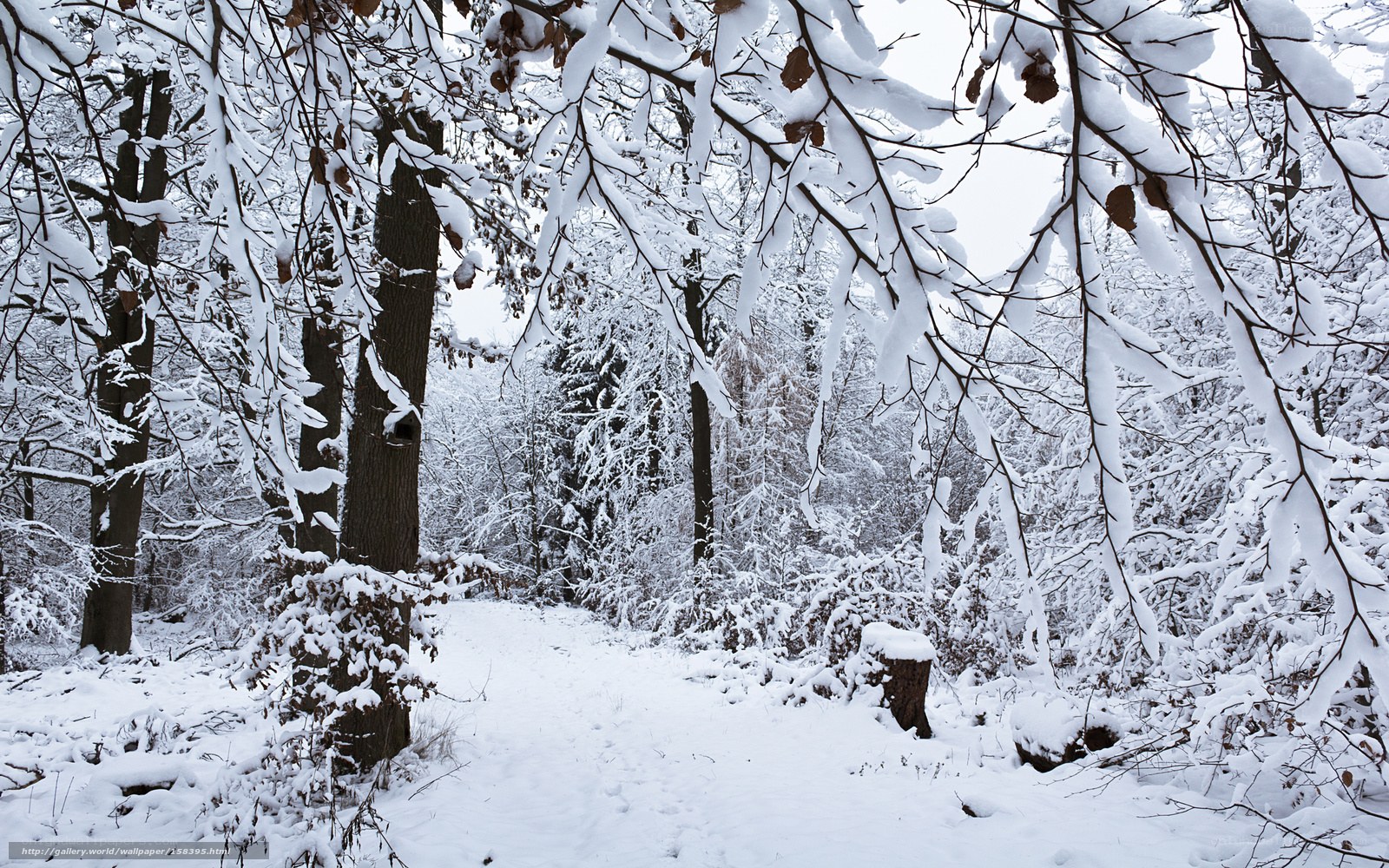 snow-covered forest path