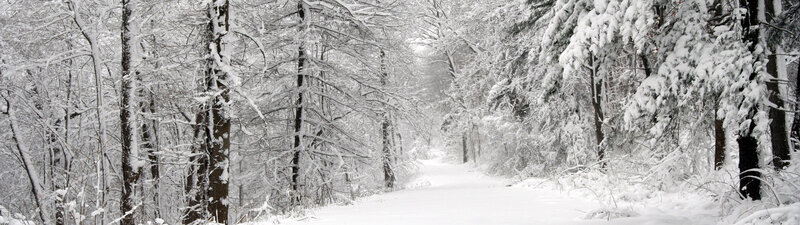 snow-covered forest path