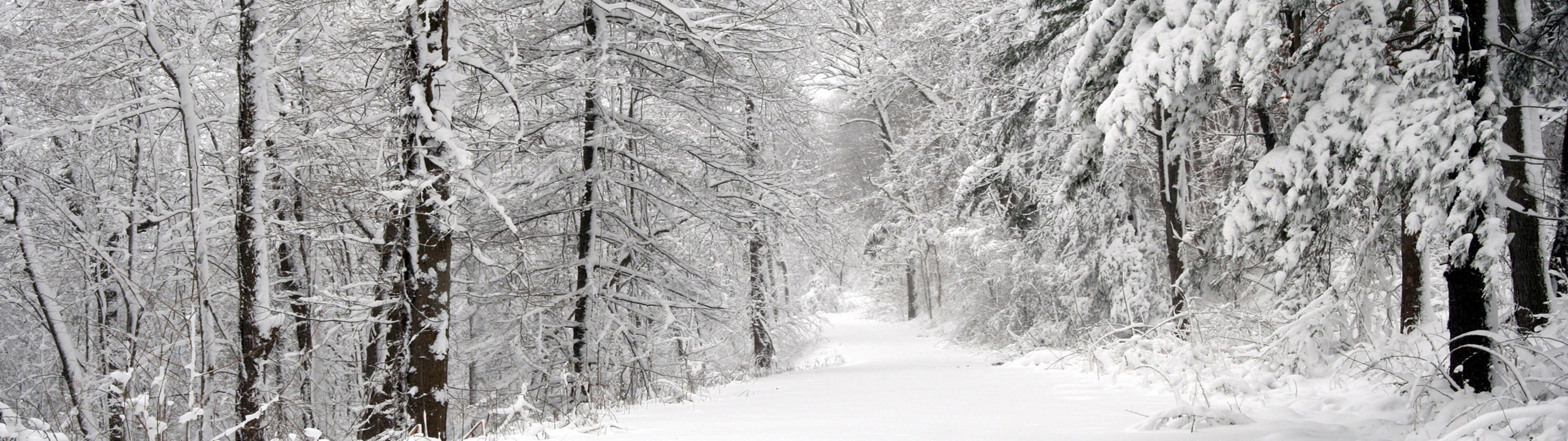snow-covered forest path