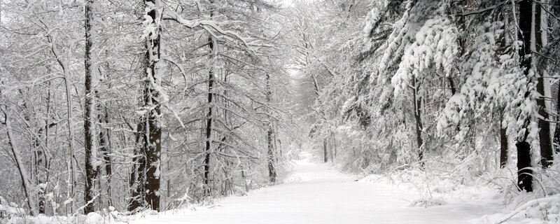 snow-covered forest path