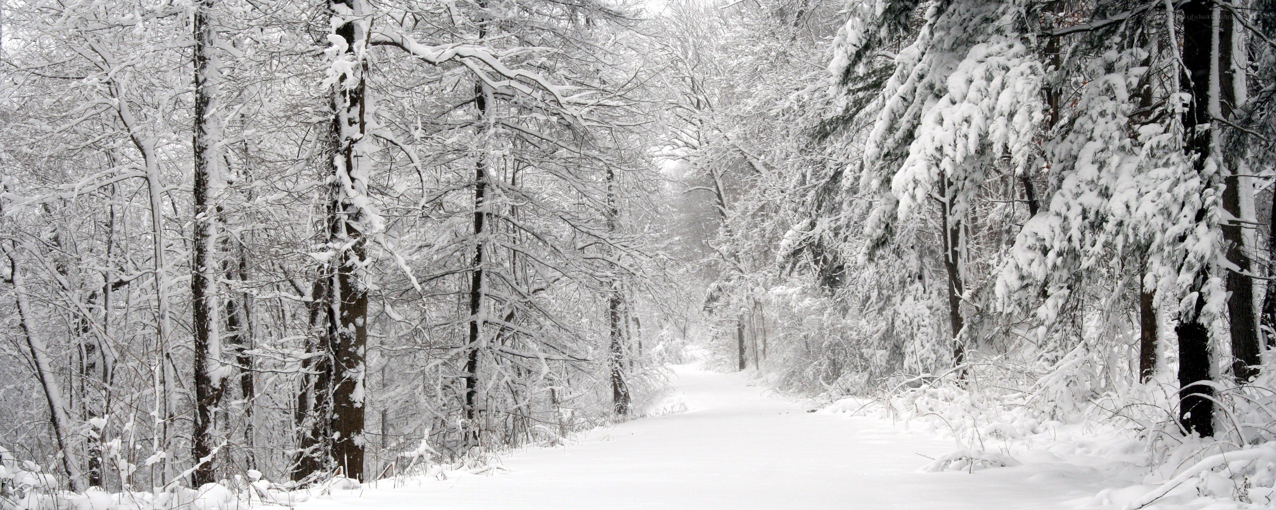 snow-covered forest path