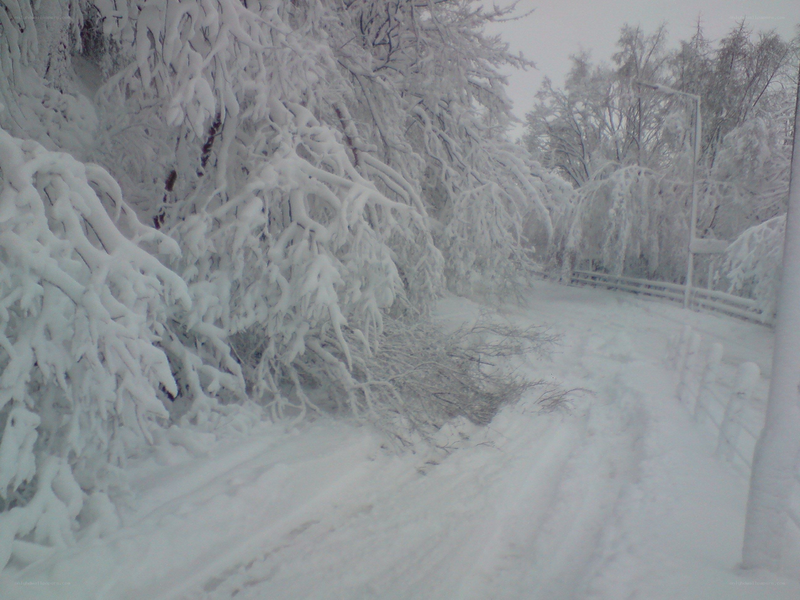 snow-covered forest path