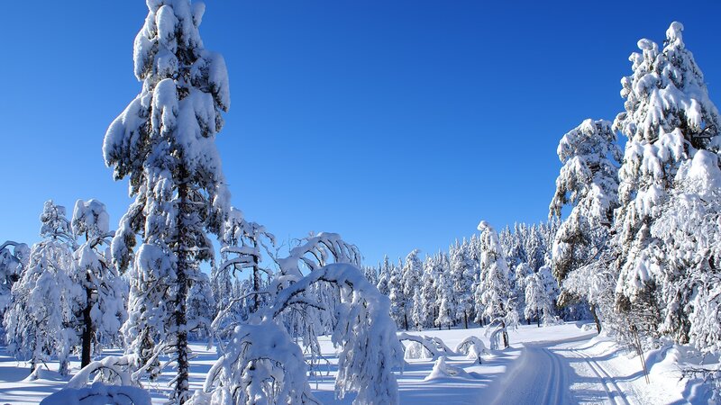 Snow-covered forest path