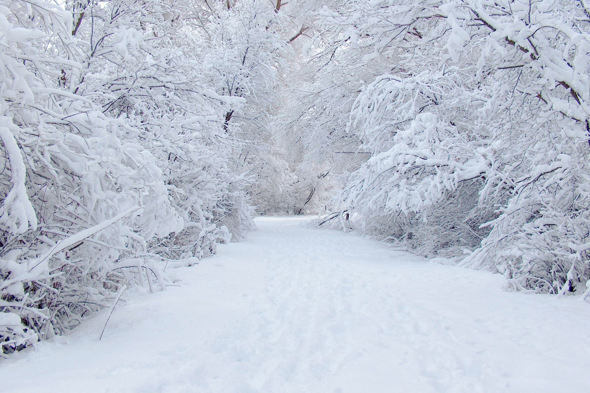 snow-covered forest path