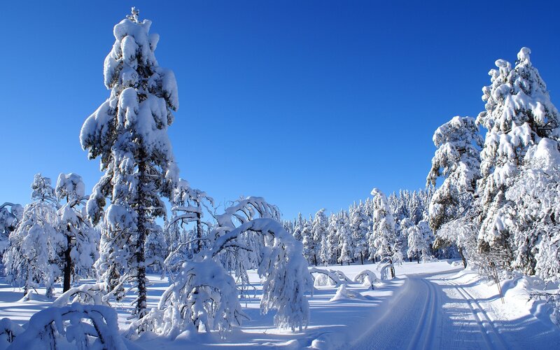 Snow-covered forest path