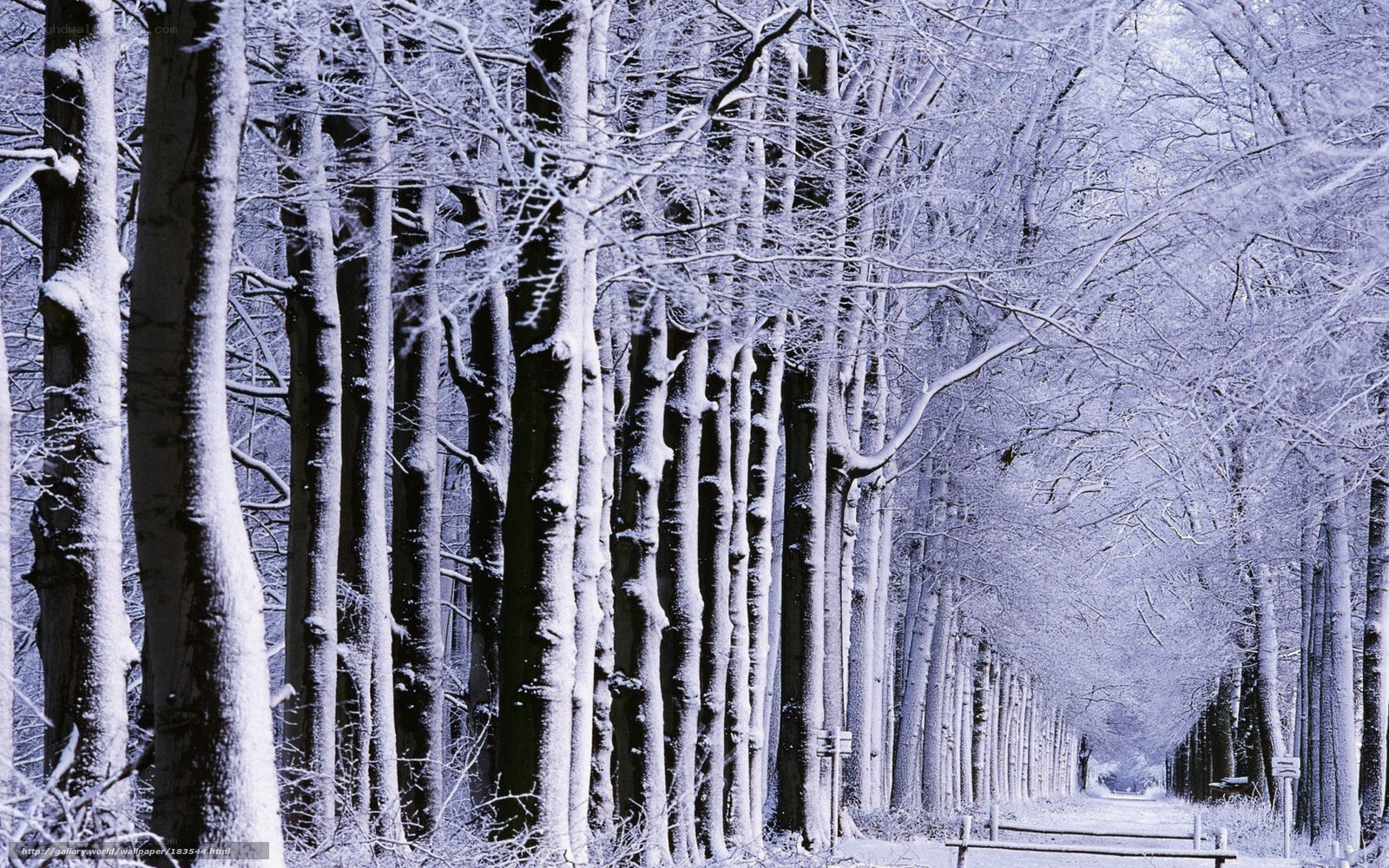 Snow-covered forest path