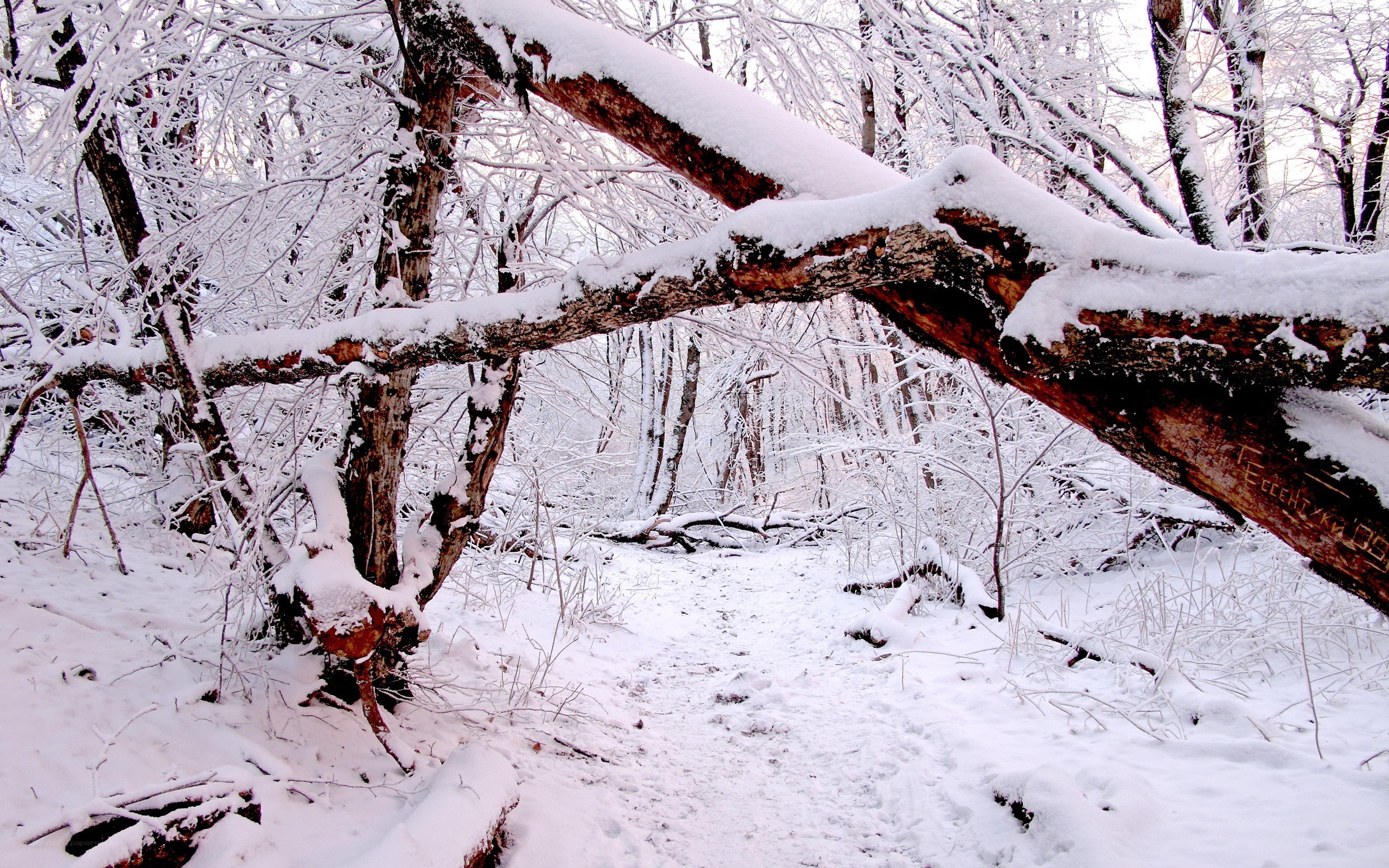 Snow-covered forest path
