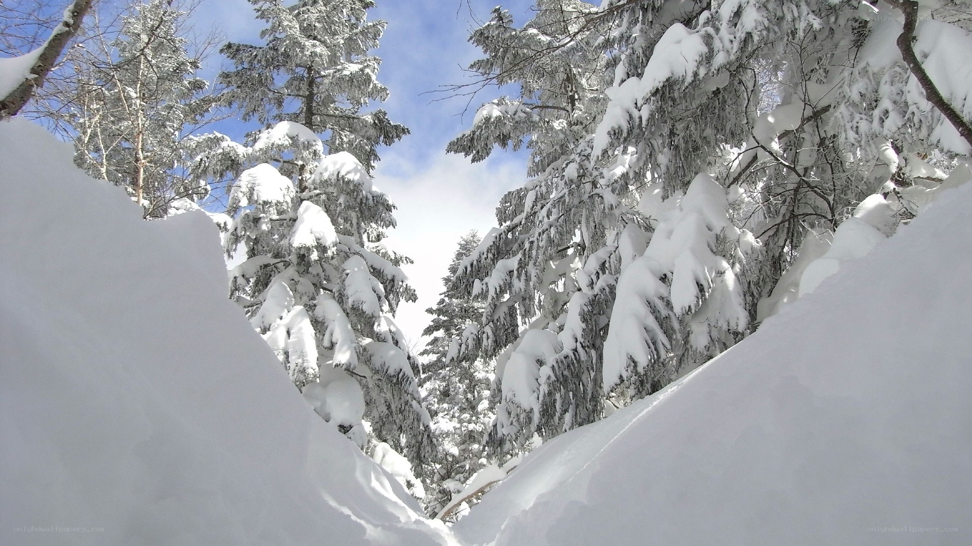 snow-covered forest path