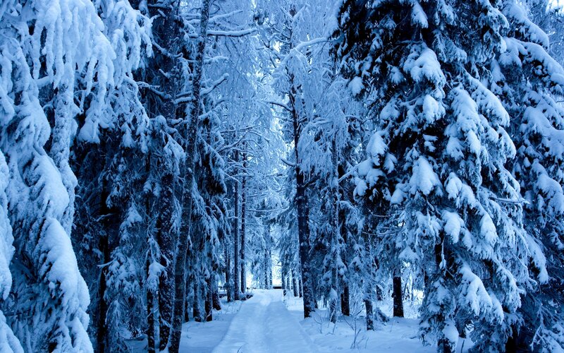 Snow-covered forest path