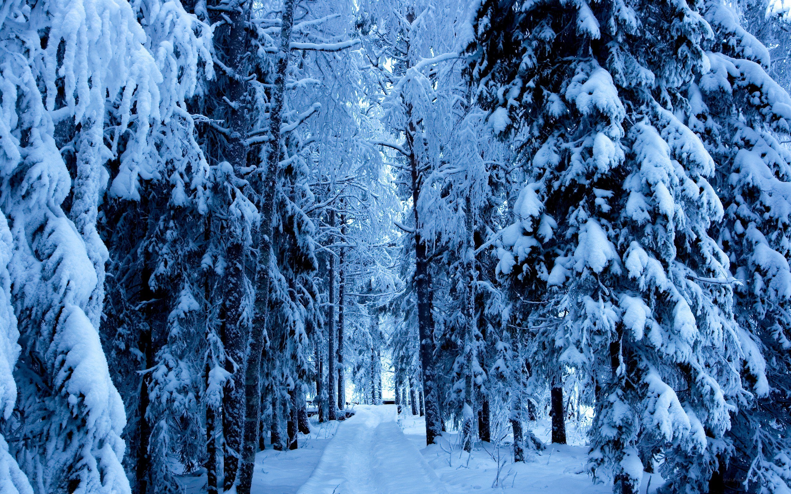 Snow-covered forest path