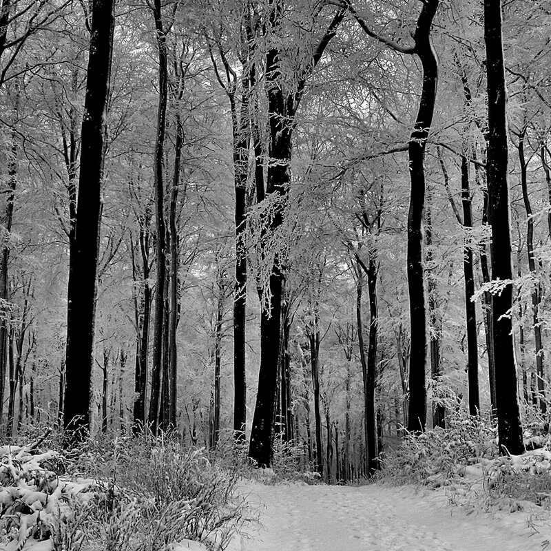 Snow-covered forest path