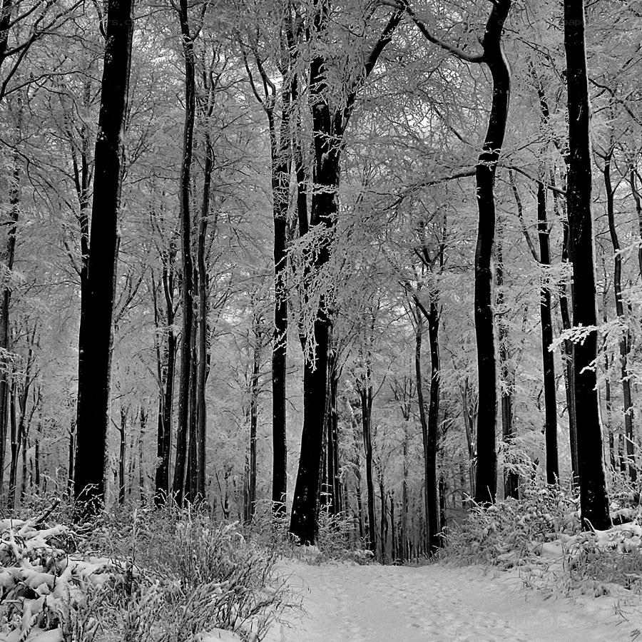 Snow-covered forest path