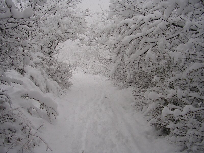 Snow-covered forest path
