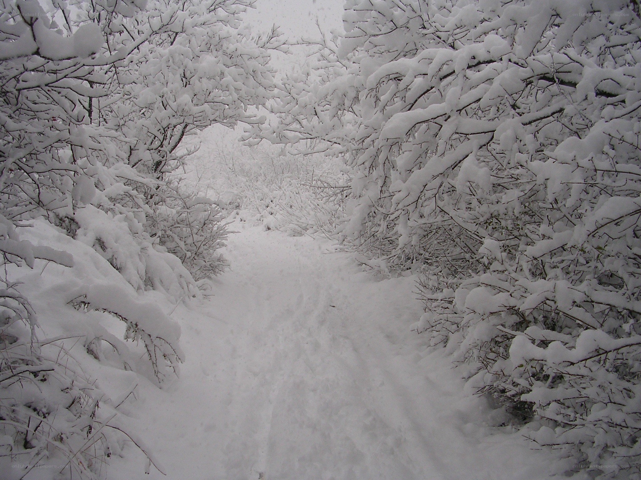 Snow-covered forest path