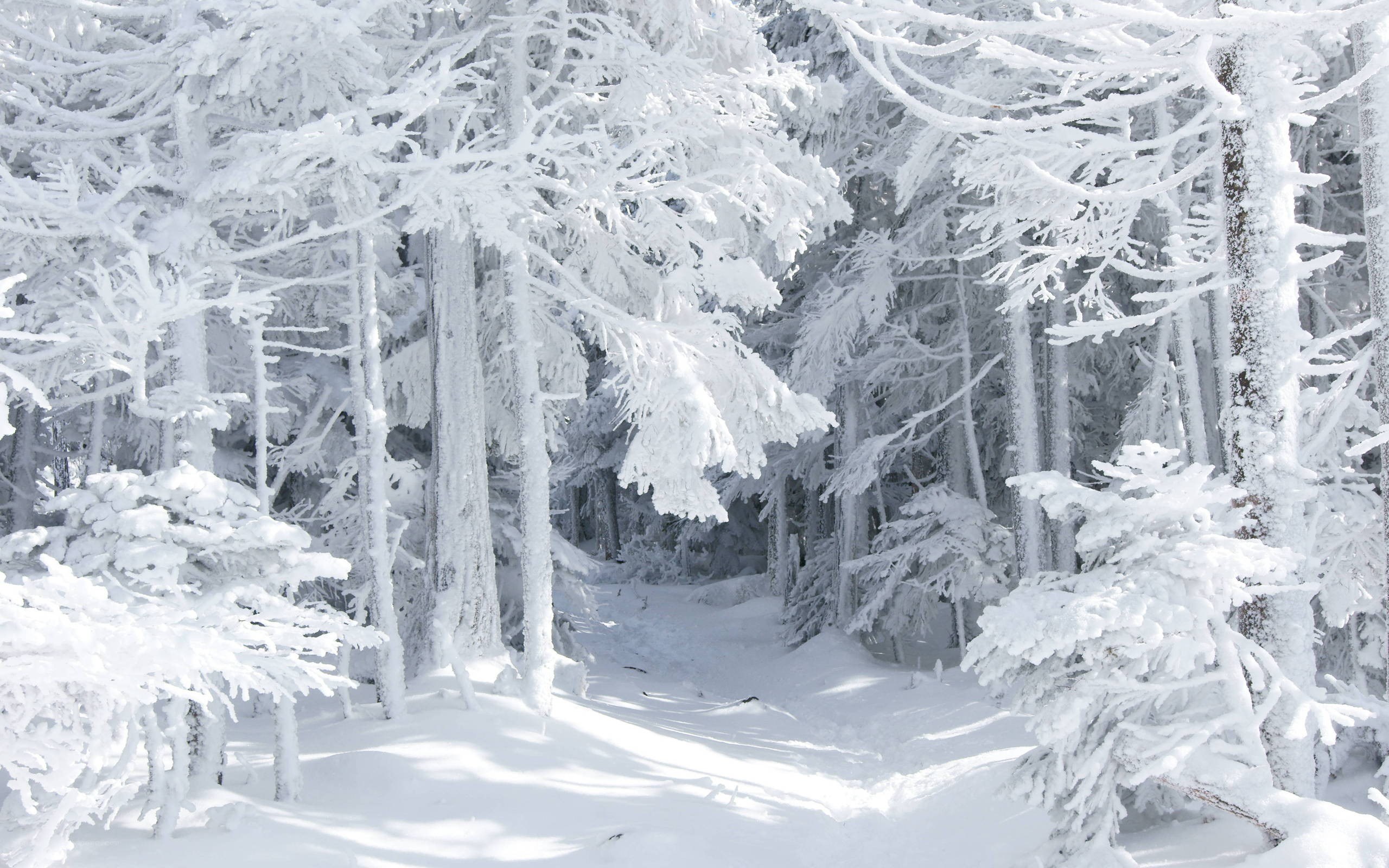 snow-covered forest path