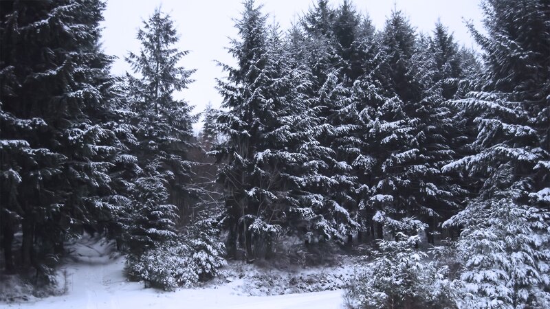 snow-covered forest path