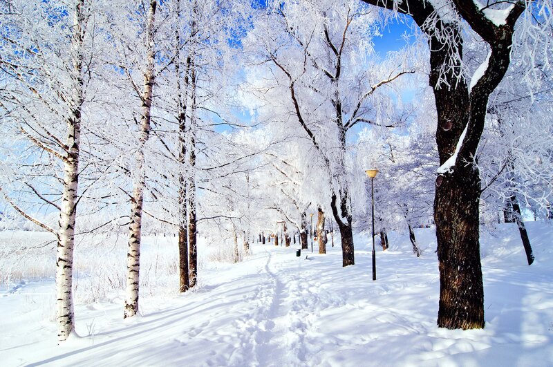 Snow-covered forest path