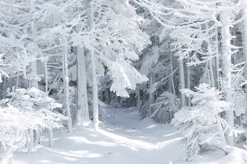 Snow-covered forest path