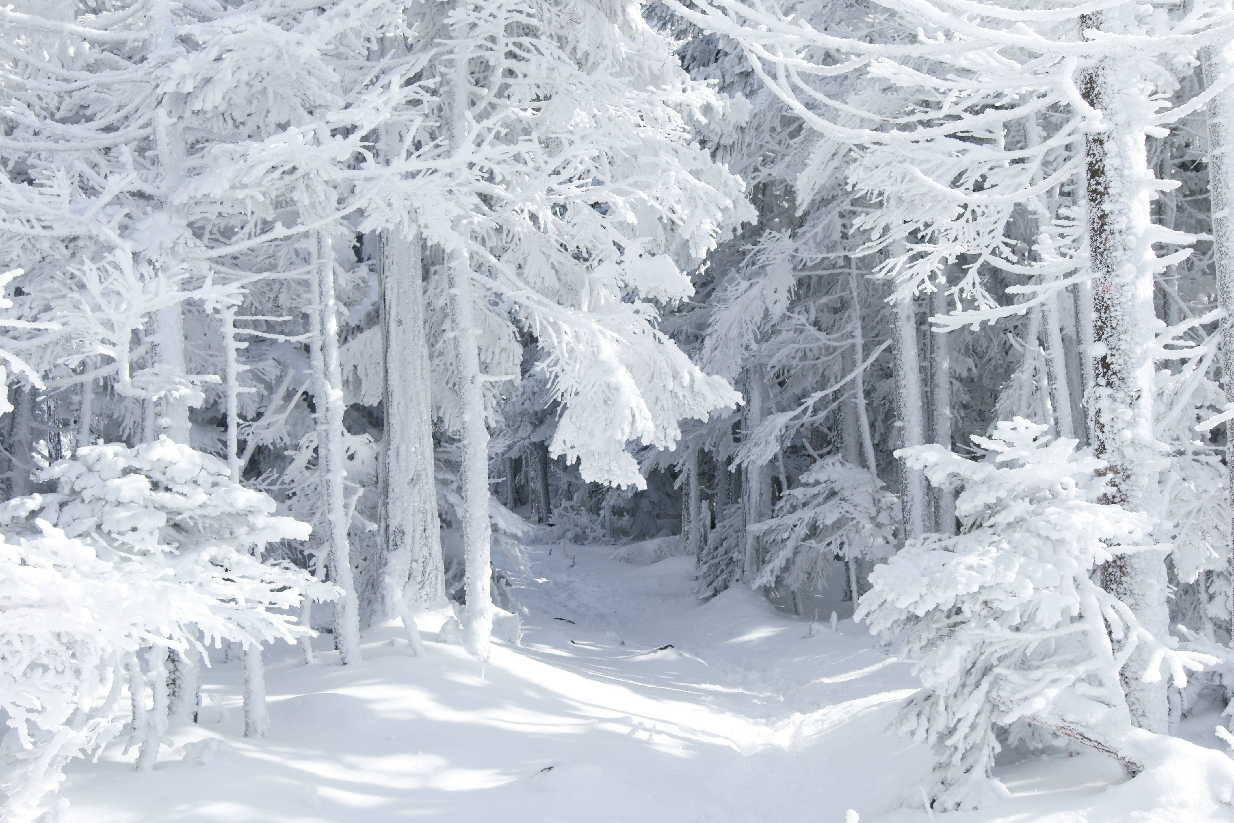 Snow-covered forest path