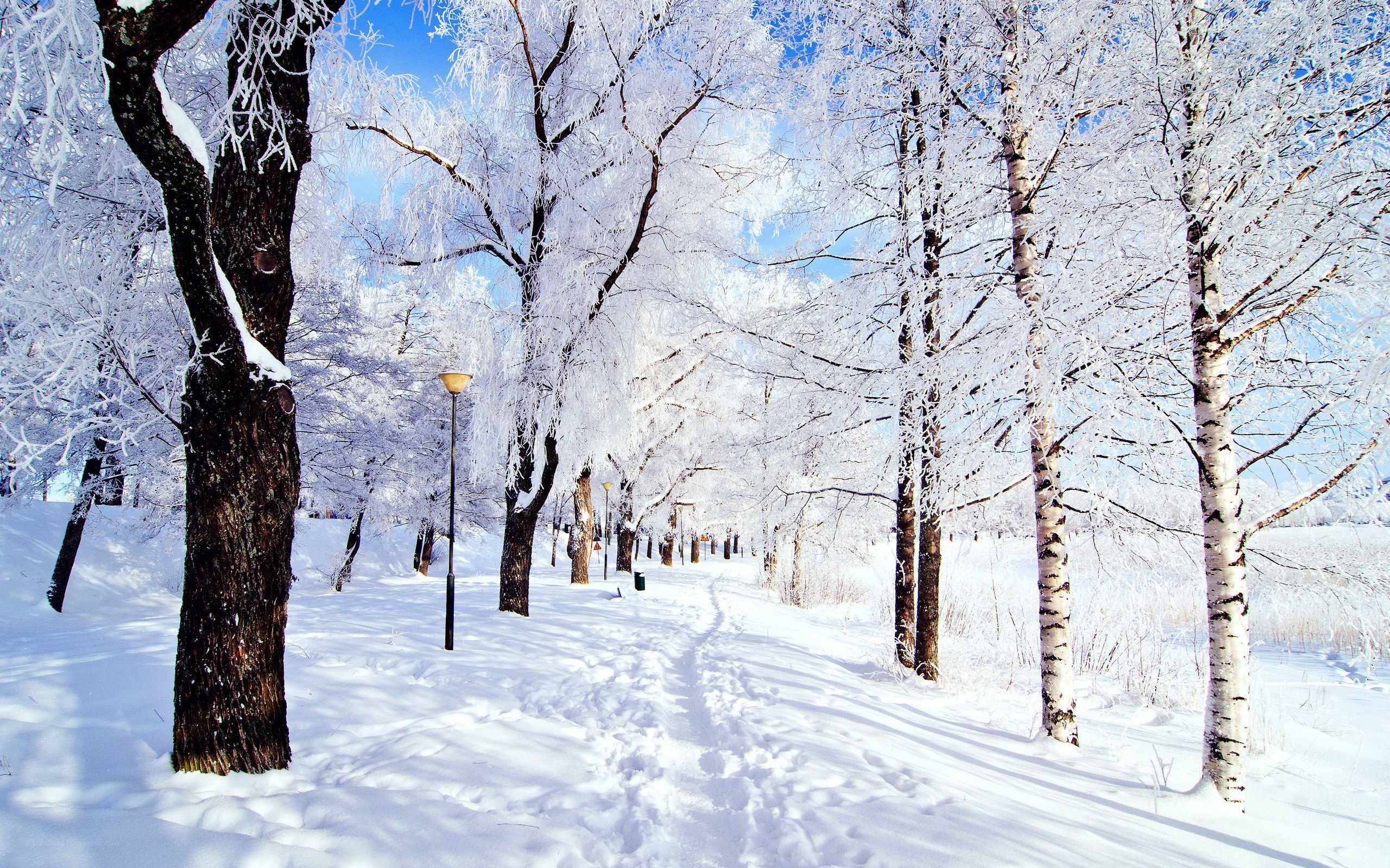 Snow-covered forest path