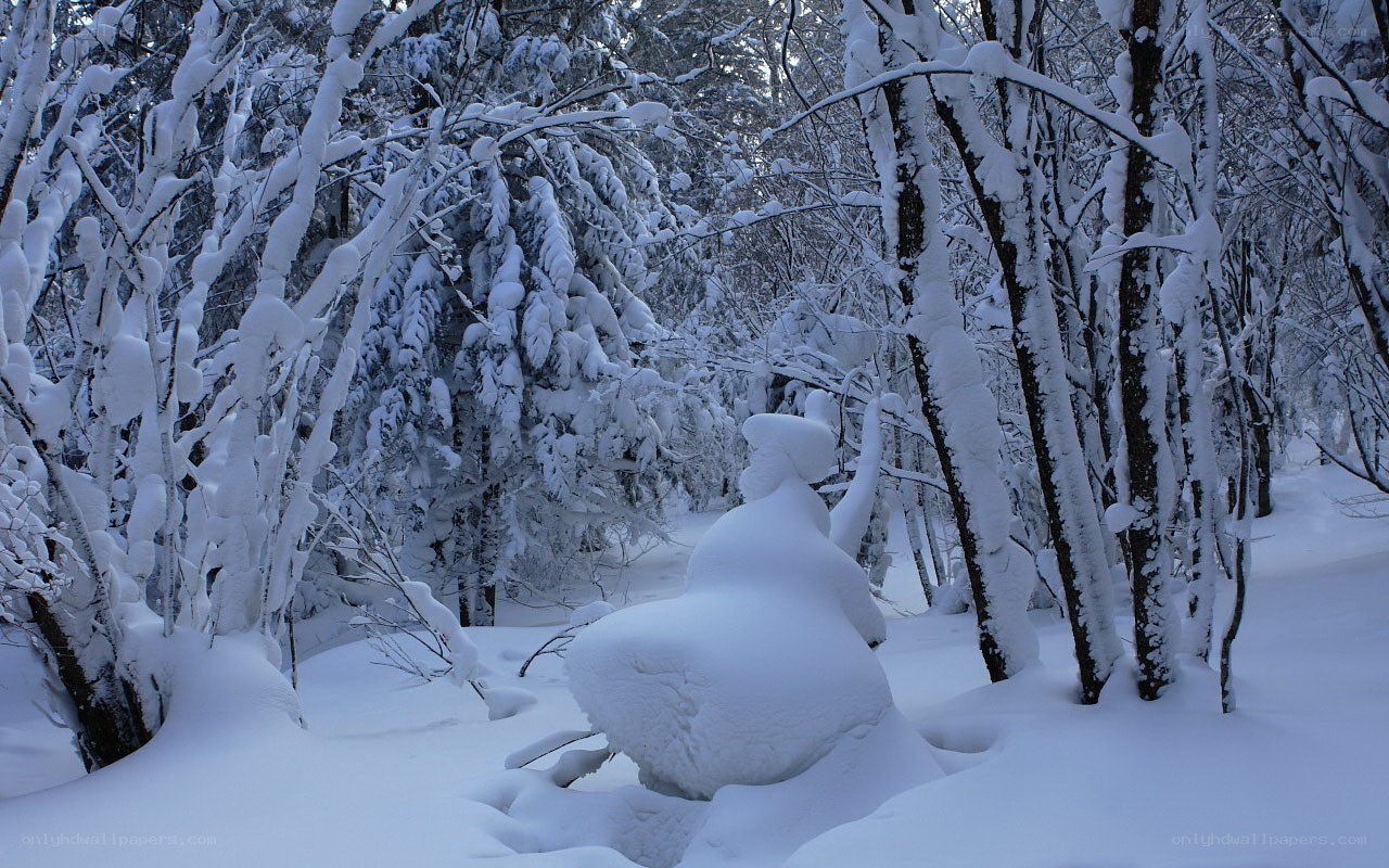 snow-covered forest path