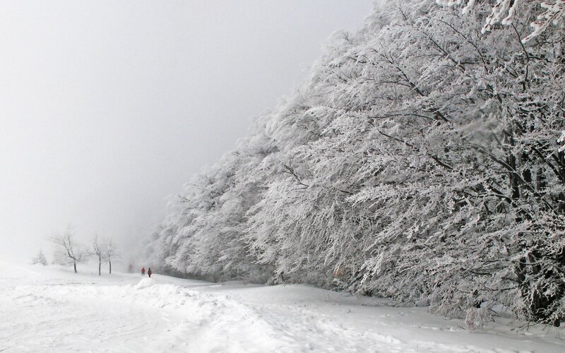 Snow-covered forest path