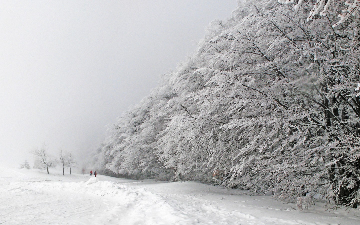 Snow-covered forest path