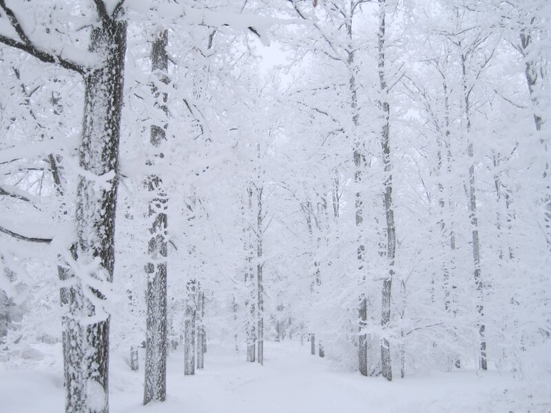 snow-covered forest path