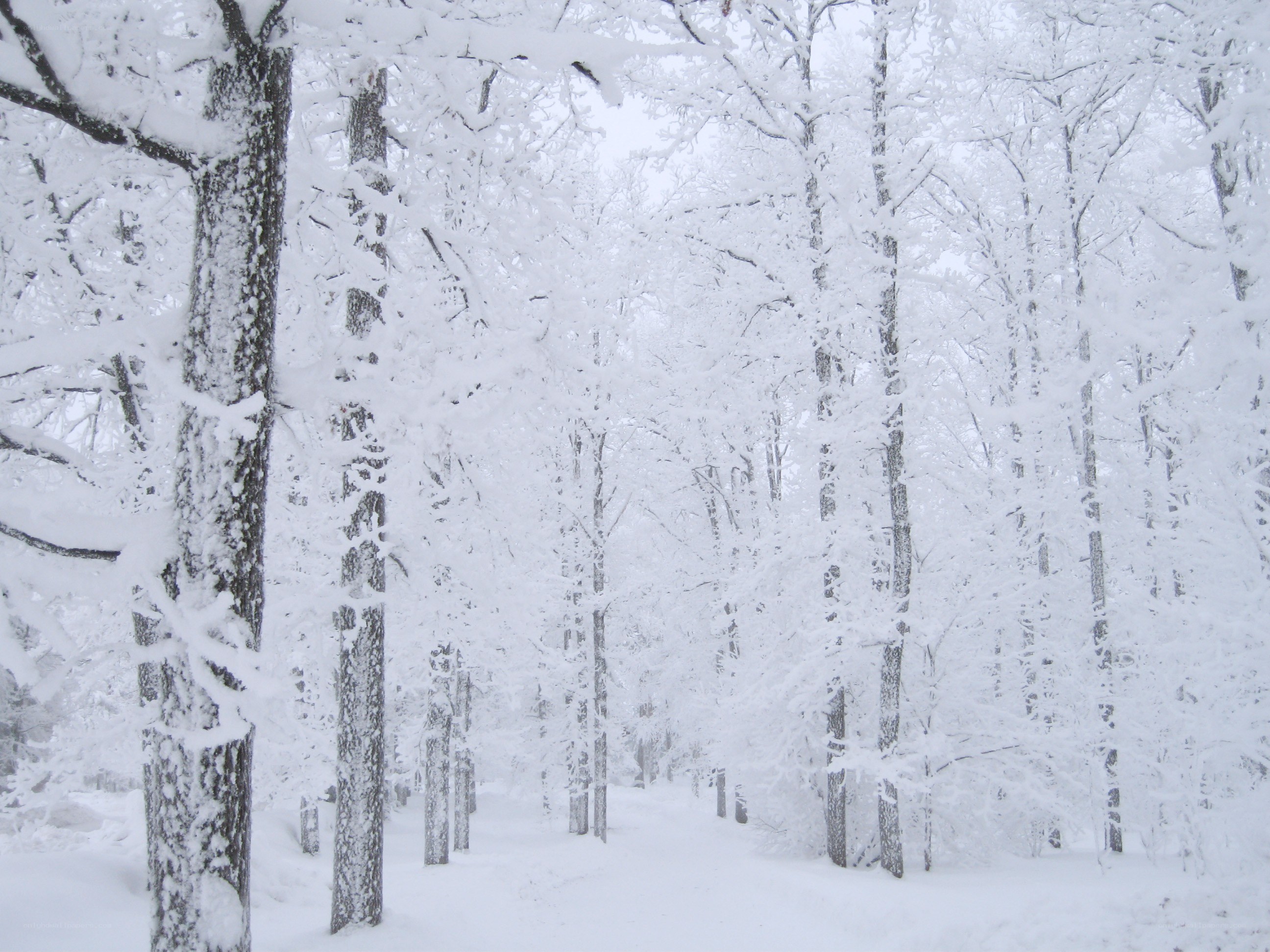 snow-covered forest path