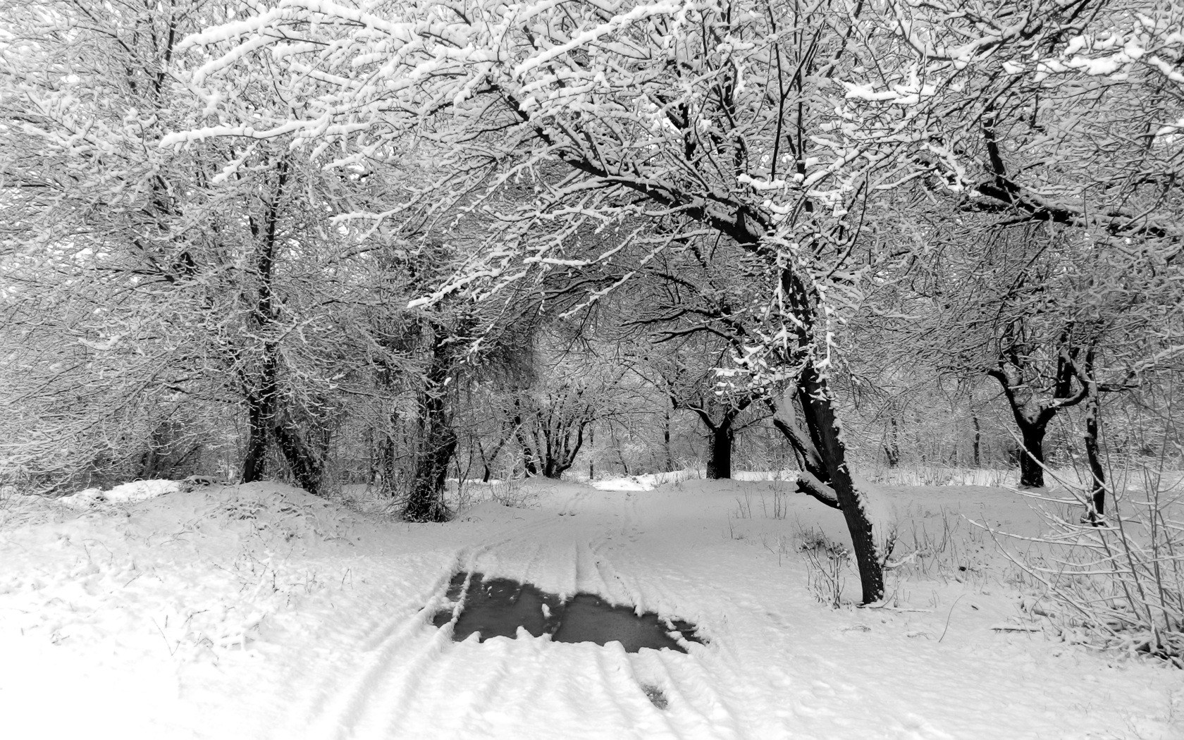 snow-covered forest path