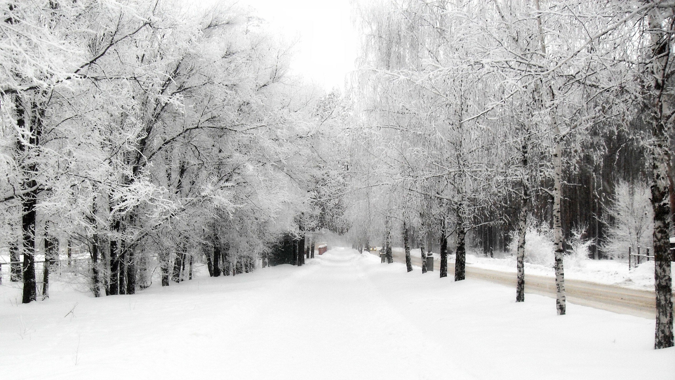 snow-covered forest path