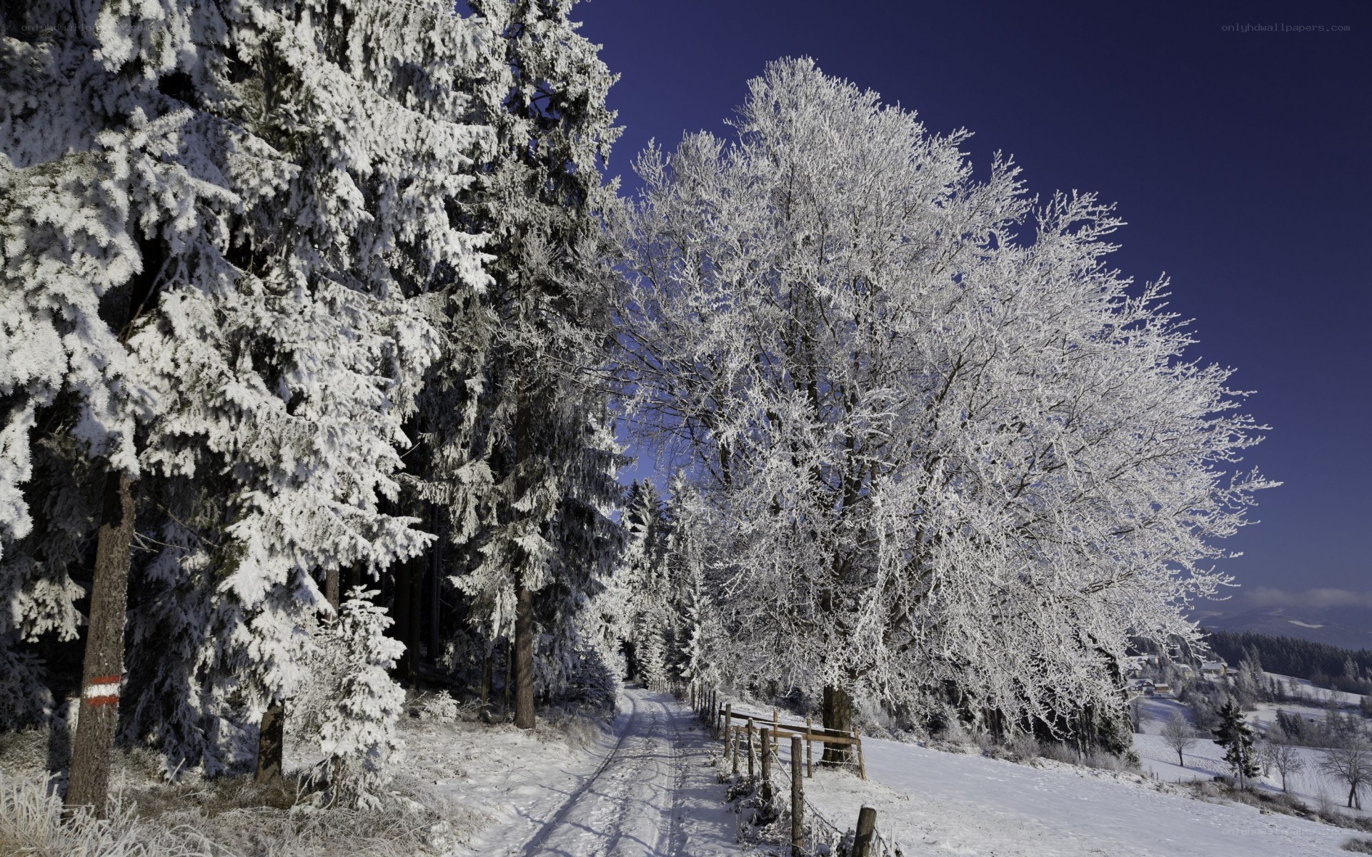 Snow-covered forest path