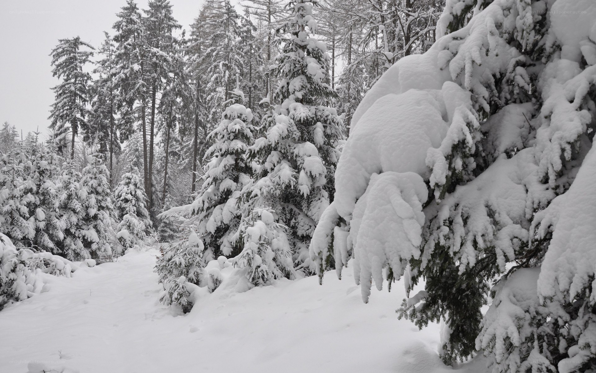 Snow-covered forest path