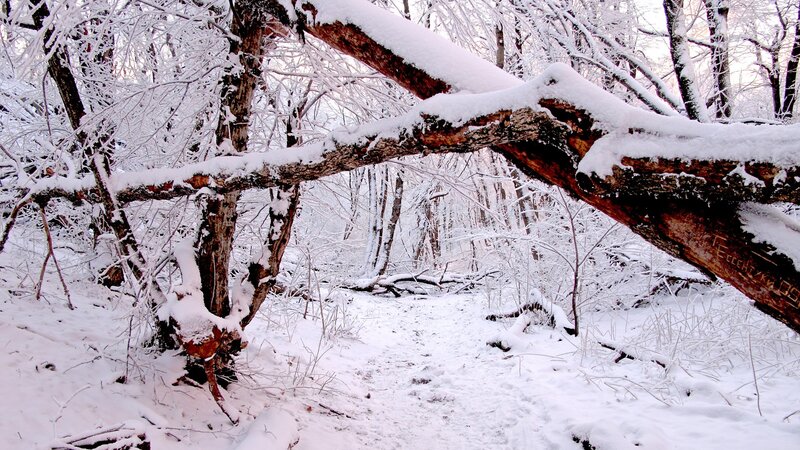 Snow-covered forest path