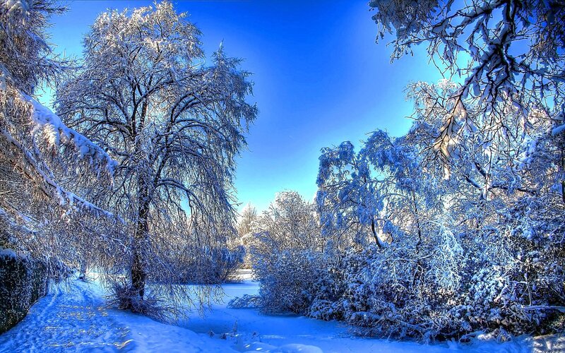 Snow-covered forest path