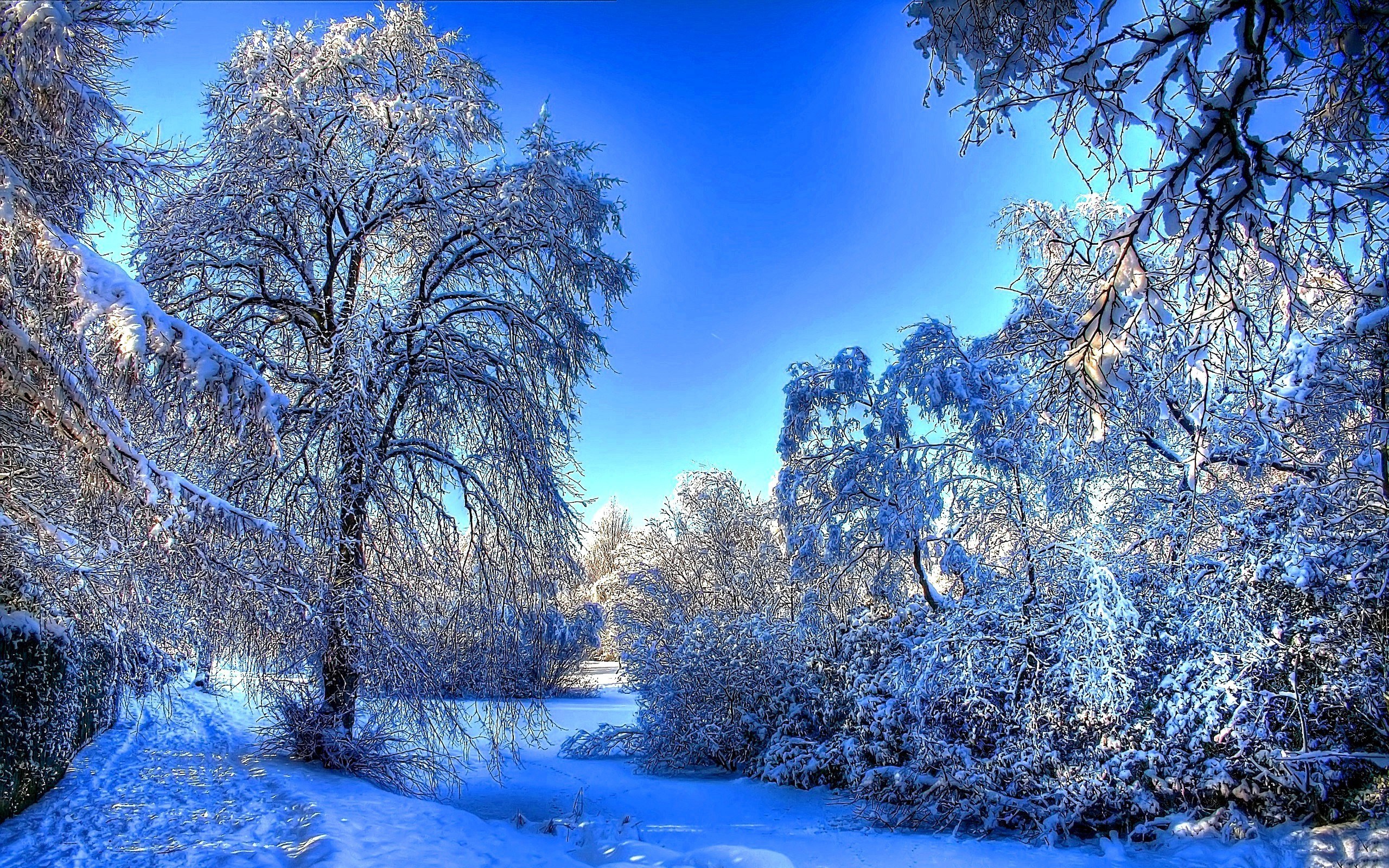 Snow-covered forest path