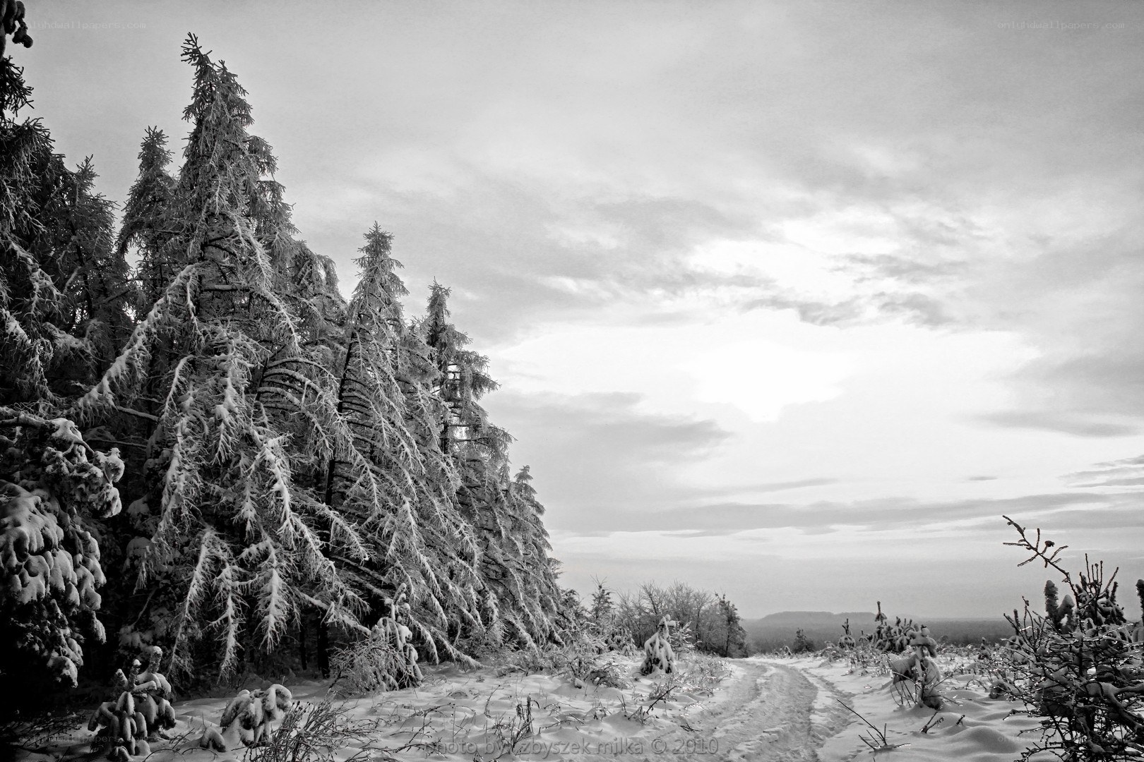 Snow-covered forest path