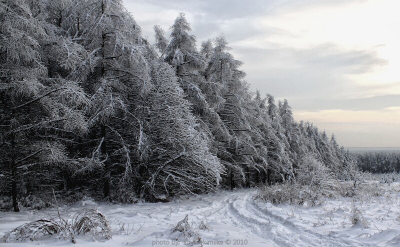 Snow-covered forest path